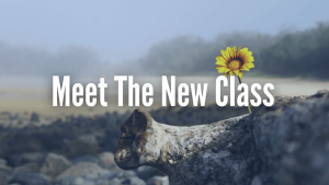 New Class February 2023 cancer survivor lessons header with sunflower background.